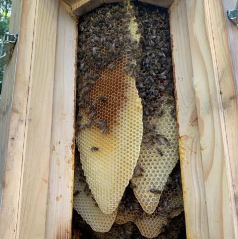 Mehrere Bienen in einem Bienenstock.