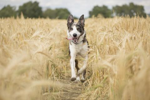 Ein freilaufender Hund in einem Feld